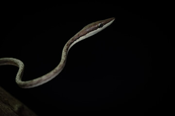 Brown Vine Snake (Oxybelis aeneus) arboreal snake, costa Rica