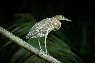 Bare-throated Tiger-Heron (Tigrisoma mexicanum), Costa Rica