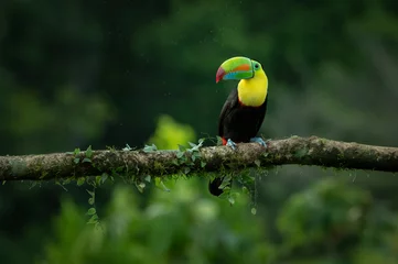 Fototapete Tukan Perched keel-billed toucan (Ramphastos sulfuratus), Costa Rica   © Herlinde