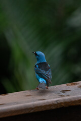 Macro Photo The blue Dacnis cayana (Saíra Bico fino azul) Bird