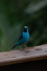 Macro Photo The blue Dacnis cayana (Saíra Bico fino azul) Bird