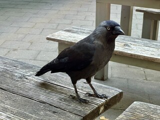 Black watching my bread