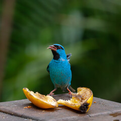 The blue Dacnis cayana (Saíra Bico fino azul) Bird feeding on banana.