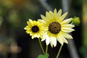 Sunflower flowers will face east when they bloom. The outer and inner petals are pale yellow. Soft and selective focus.