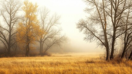 Fototapeta premium A serene autumn scene enveloped in mist, featuring bare trees and a field of golden grass under a soft, diffused light.