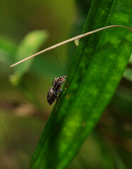 Tiny jumping spider hunting a mite.
