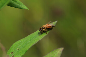 Naklejka premium Honeybee resting on a leaf.