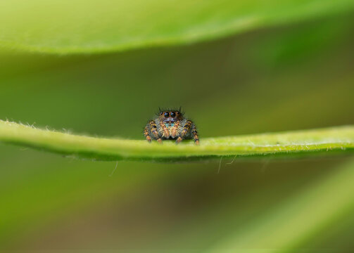 Tiny jumping spider on a blade of grass.