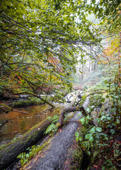 A magical forest moments after the rain. Autumn colors of trees. A footbridge along the river. A dense, wild, beautiful forest. Czartowe Pole Nature Reserve, Roztocze, Poland
