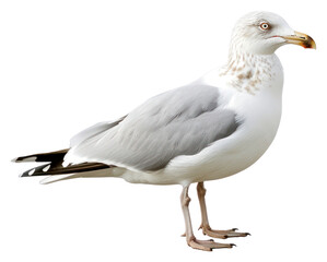 Fototapeta premium PNG Seagull animal white beak.