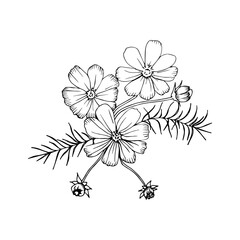 a black and white linear illustration of cosmos bipinnate
