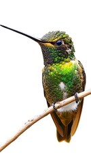 Fototapeta premium Sword-billed Hummingbird Perched on a Branch on a White Background, Photo Realistic, Wallpaper, Cover and Screen for Smartphone, PC, Laptop, 9:16 and 16:9 Format