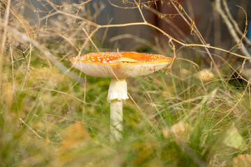 Red and white mushroom growing in green grass