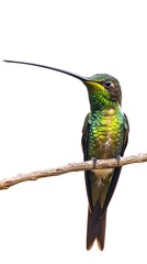 Fototapeta premium Sword-billed Hummingbird Perched on a Branch on a White Background, Photo Realistic, Wallpaper, Cover and Screen for Smartphone, PC, Laptop, 9:16 and 16:9 Format