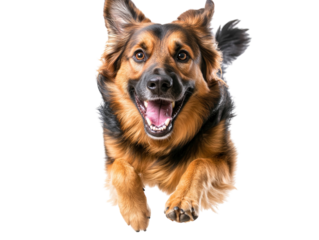 Energetic German shepherd dog running towards the camera, joyful expression.   PNG transparent.