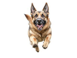 Energetic German shepherd dog running towards the camera, joyful expression.   PNG transparent.