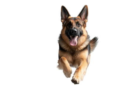 Energetic German shepherd dog running towards the camera, joyful expression.   PNG transparent.