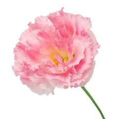 eustoma flower isolated on white background
