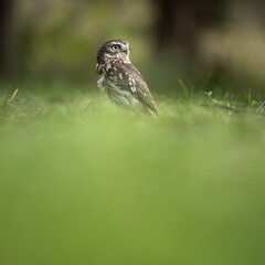 Little owl (Athene noctua) lounging in the grass