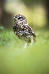 Little owl (Athene noctua) lounging in the grass
