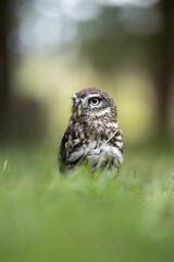 Little owl (Athene noctua) lounging in the grass