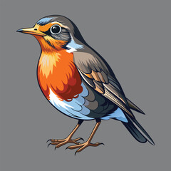 American Robin vector art iiustration and artwork