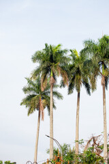 Fototapeta premium Palm tree on blue sky background. Copy space for text.