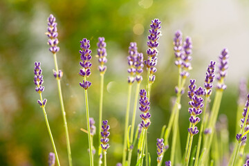 Closeup macro shot of purple lavender flowers in the sunlight