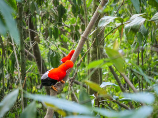 Coq des Roches posé sur une branche dans la forêt andine