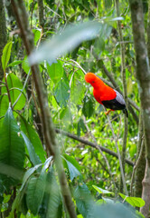 Coq des Roches posé sur une branche dans la forêt andine
