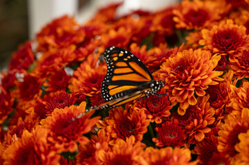 Monarch butterfly close up on flowers