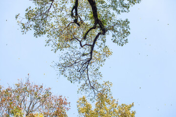 Trees in the rainforest