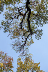 Trees in the rainforest