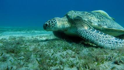 Green turtles are the largest of all sea turtles. A typical adult is 3 to 4 feet long and weighs between 300 and 350 pounds.