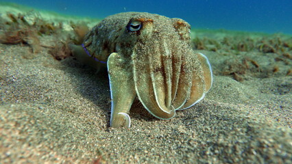 The pharaoh cuttlefish (Sepia pharaonis) has a large geographic range extending east to Zanzibar,...