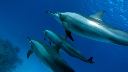 Dolphins. Spinner dolphin. Stenella longirostris is a small dolphin that lives in tropical coastal waters around the world. 