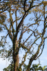 Obraz premium Trees in the rainforest