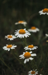 Rustic landscape with wild chamomile or daisy flowers in bloom in the meadow. Minimalism. Art moody dark floral background. Interesting nature concept for presentation of your product or wallpaper.