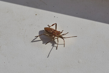 Leptoglossus occidentalis Heidemann in an insect trap close-up — detailed image of the Western Conifer Seed Bug on a white background, highlighting anatomical details.