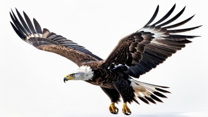 Obraz premium A majestic eagle in flight, showcasing its powerful wings and sharp features against a light background.