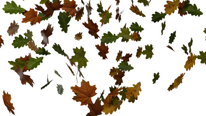 oak and maple leaves fall on transparent background