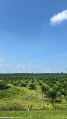 Green landscape with sky and clouds. Location: Malaysia.  Date: 28 Sept 2024. 