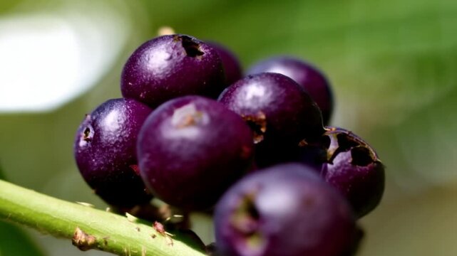A&ccedil;a&iacute; berries without rachilla