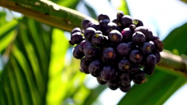 A&ccedil;a&iacute; berries without rachilla
