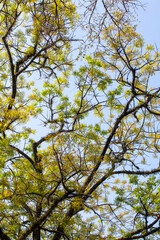 Trees in the rainforest