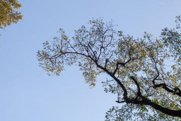 Obraz premium Trees in the rainforest