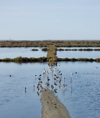 Ria Formosa, Algarve