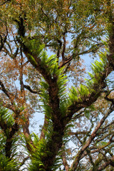Fototapeta premium Trees in the rainforest