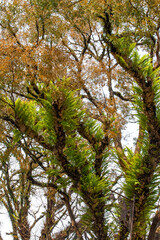 Fototapeta premium Trees in the rainforest