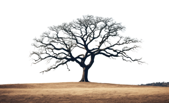 PNG Oak Tree tree ground plant.